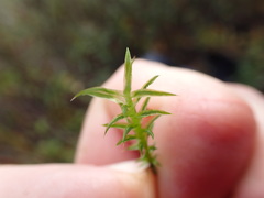 Polytrichum longisetum