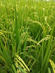 Oryza
