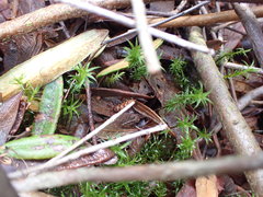 Polytrichum longisetum