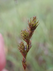 Carex tincta