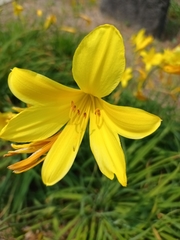 Hemerocallis hakuunensis