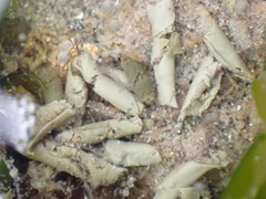 Zirfaea
