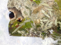 Zirfaea