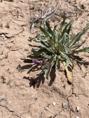 Penstemon breviculus