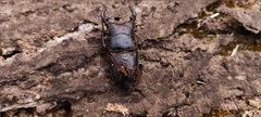 Dorcus hopei hopei