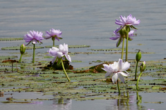 Nymphaea gigantea