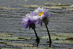 Nymphaea gigantea