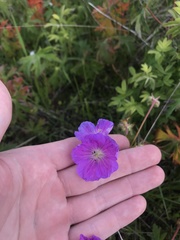 Geranium oreganum