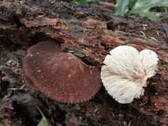 Crepidotus fuscovelutinus