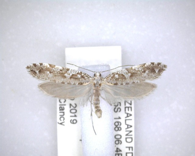 Orthenches dictyarcha