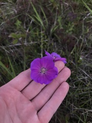 Geranium oreganum