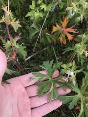 Geranium oreganum