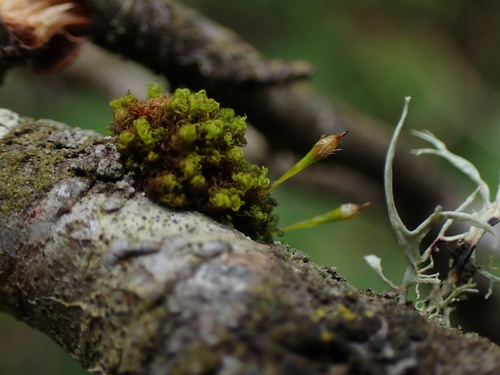 Image of Ulota obtusiuscula by no rights reserved