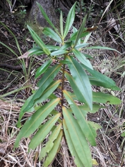 Veronica flavida