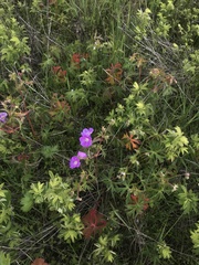 Geranium oreganum