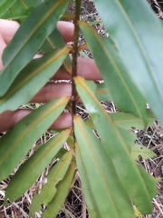 Veronica flavida