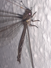 Haploglenius flavicornis image