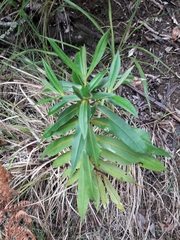 Veronica flavida