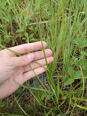 Carex tincta