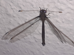 Haploglenius flavicornis image