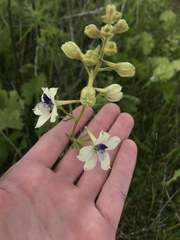 Delphinium pavonaceum