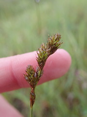 Carex tincta