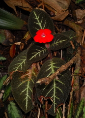 Episcia cupreata