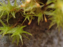 Orthotrichum pulchellum