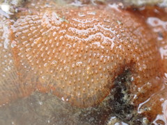 Schizoporella