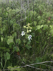 Delphinium pavonaceum