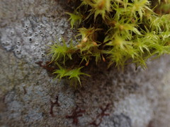 Orthotrichum pulchellum