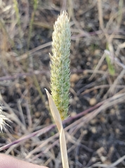 Phalaris paradoxa