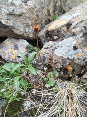 Packera heterophylla