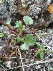 Packera heterophylla