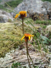 Packera heterophylla