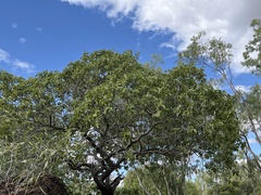 Terminalia aridicola