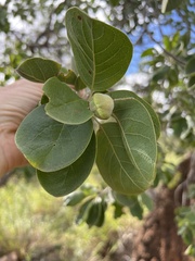 Terminalia aridicola