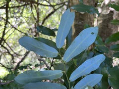 Monanthotaxis caffra