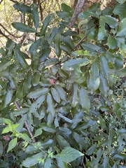 Monanthotaxis caffra