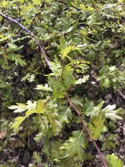 Quercus garryana breweri