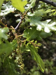 Quercus garryana breweri