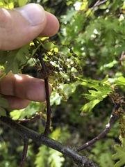 Quercus garryana breweri