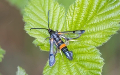 Synanthedon culiciformis