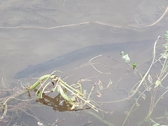 Anguilla dieffenbachii