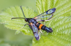 Synanthedon culiciformis