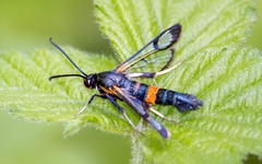 Synanthedon culiciformis
