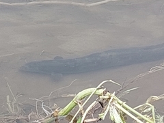 Anguilla dieffenbachii