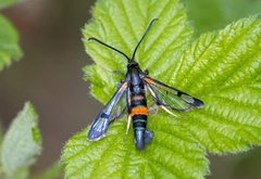 Synanthedon culiciformis