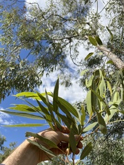 Corymbia terminalis