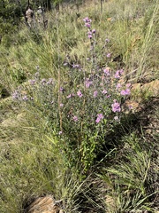 Athrixia phylicoides